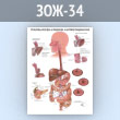 Плакат «Проблемы желудка и пищевода. Анатомия пищеварения» (ЗОЖ-34, пластик 2 мм, А1, 1 лист)